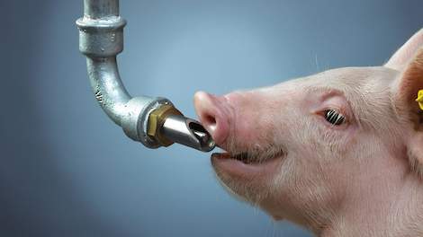 Top 5 dingen die je met water kunt doen om diarree bij varkens te helpen voorkomen