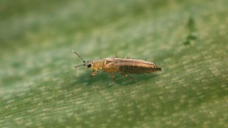 De tabakstrips (Thrips tabaci) komt over de hele wereld voor. Het insect komt buiten voor op allerlei gewassen en veroorzaakt daar vooral ernstige schade in ui en prei.