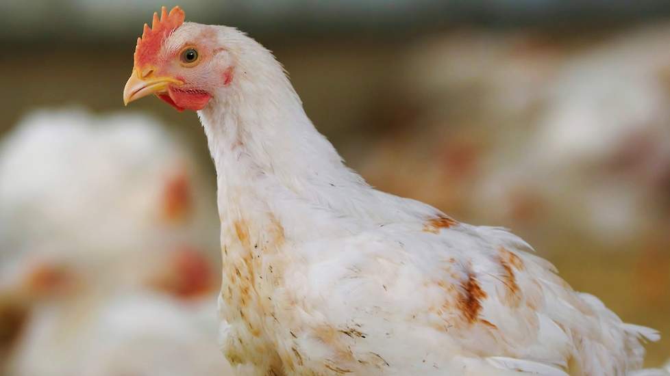 Ontkennen Intensief Sluipmoordenaar Kostprijs beter welzijn vleeskuiken hoger dan 6 tot 9 eurocent |  Pluimveeweb.nl - Nieuws voor pluimveehouders