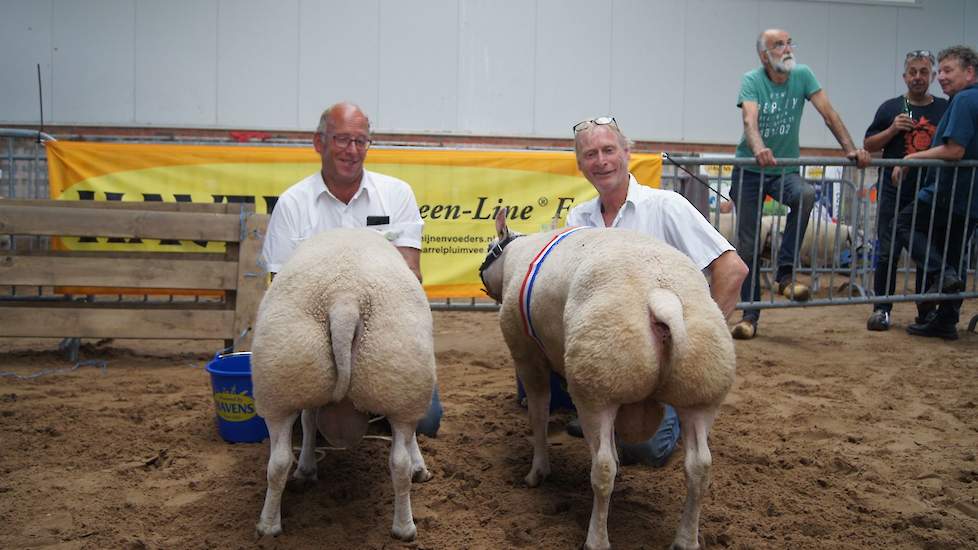 Links de reserve kampioen 1,5 jaar rammen en rechts de kampioen 1, 5 jaar rammen.