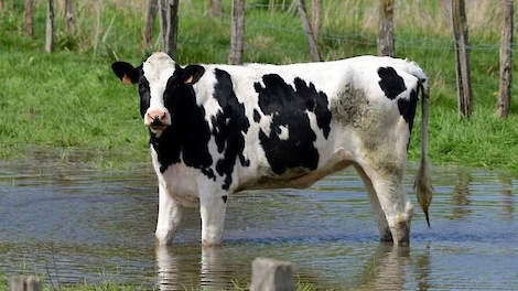 Het is ieder jaar een terugkerend onderwerp: hittestress. Hittestress ontstaat op het moment dat de koe (of ander dier) meer warmte produceert dan dat zij kan afvoeren.