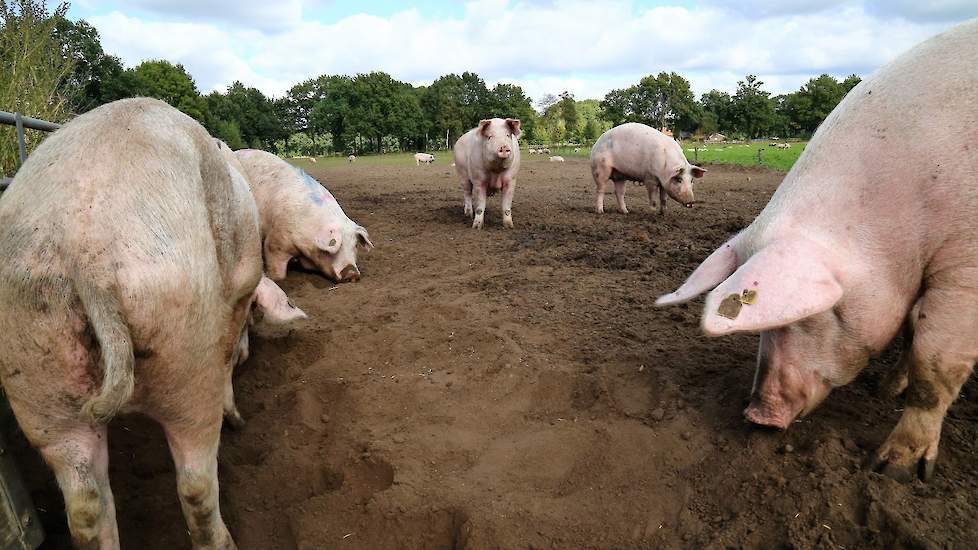 Dit is een archieffoto. Deze varkens hebben niets te maken met het getroffen bedrijf in Slowakije.