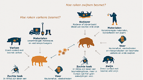 De verspreidingsroute van Afrikaanse varkenspest