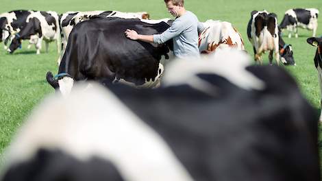 Een melkveehouder tussen z'n koeien.