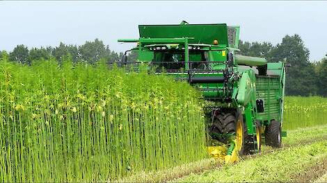 Hempflax/Groenoord  hempharvest 2019 Double Cut Combine.