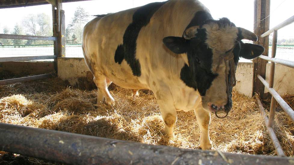 Beeld ter illustratie. Dit is niet de bewuste stier uit het artikel.