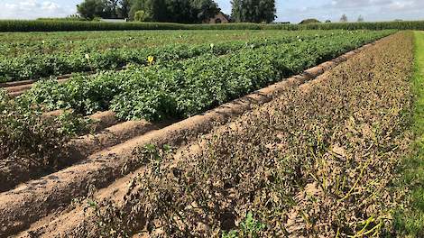 Afb.1. Phytophthora-onderzoek in Dordrecht. Hoge druk bij het huidige wisselvallige weer. Onbehandelde strook (voorgrond) is vrijwel 'weg'. De Infinito-blokken houden zich prima!