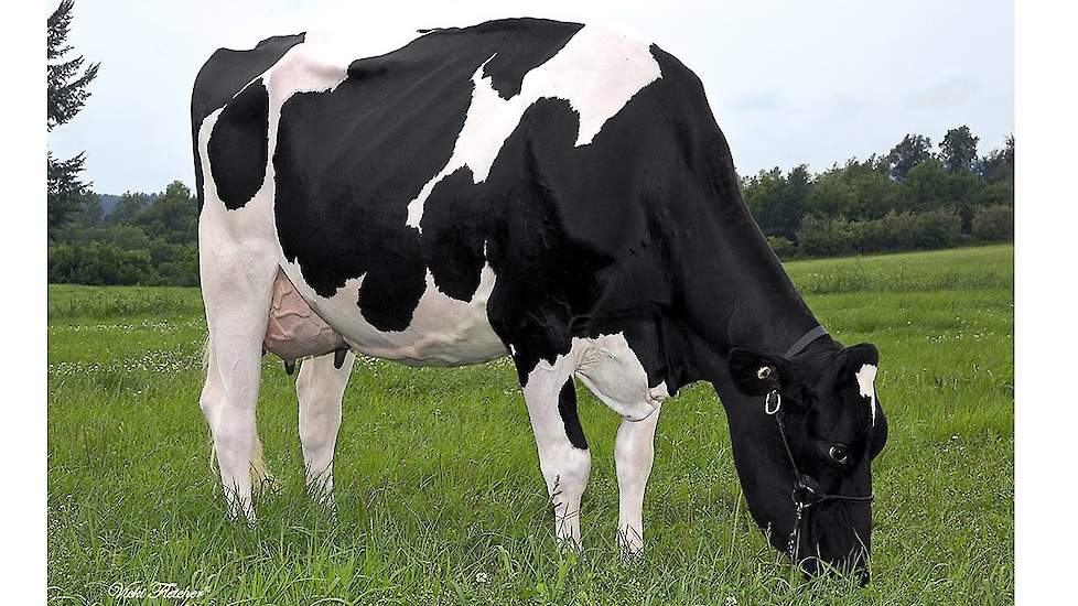 Een dochter van Lone-Oak-Acres Altarabo-Et, een stier die op basis van inmiddels 940 melkgevende dochters in Nederland, voor het eerst de koppositie van de NVI-ranglijst bekleedt.