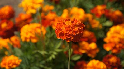 Tagetes, Afrikaantjes