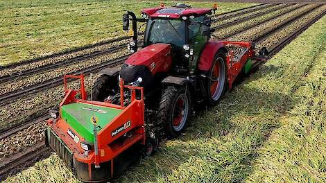 Harvesting Onions Holaras