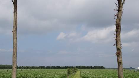 Agroforestry Lelystad