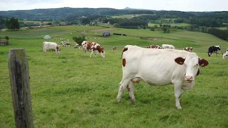 Melkvee in Frankrijk.