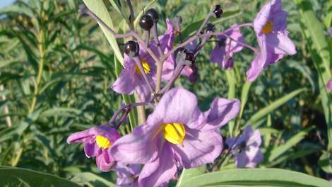 Solanum glaucophyllum