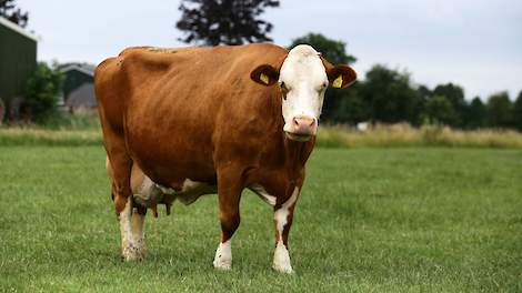 De cijfers van de stieren van de aanbieders van (onder andere) Fleckvieh-sperma, Xsires en Bayern Genetik, zijn voor het eerst ook in de ranglijst opgenomen.
