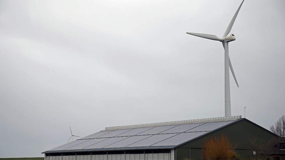 Een verband tussen koeien op een hoop en zonnepanelen, wat sommige boeren vermoedden, was er niet. Archieffoto