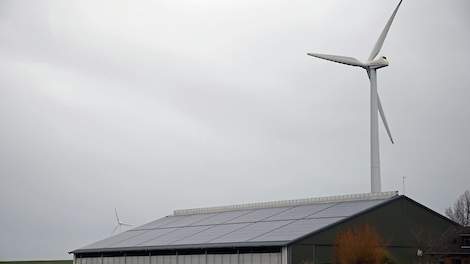 Een verband tussen koeien op een hoop en zonnepanelen, wat sommige boeren vermoedden, was er niet. Archieffoto