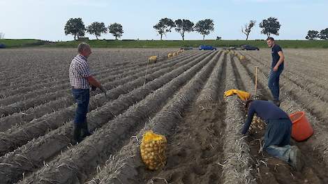 Monsters verzamelen in Rhizoctoniaproef, omgeving  Warffum