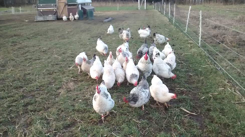 provincie bitter ondanks Zelfs vegetariërs kopen mijn kippenvlees' | Pluimveeweb.nl - Nieuws voor  pluimveehouders