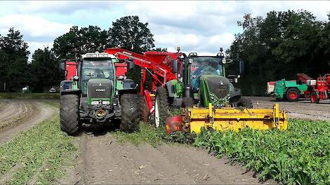 Cichorei woelen en rooien in een werkgang met Grimme Rootster 604.