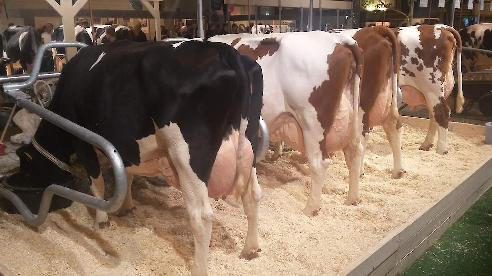 Ook dit jaar komt K&L met een groep Procross-koeien naar de RMV Hardenberg.