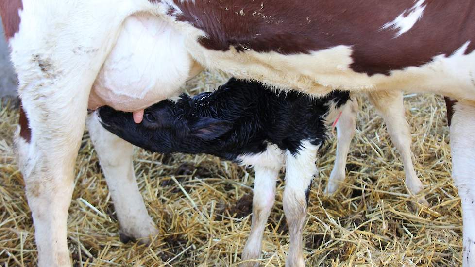 Haalbaar vloek Voorkeursbehandeling Kalf bij de koe zorgt voor extra stress | Melkvee.nl - Nieuws en kennis  voor de melkveehouder