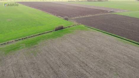 Veel muizenschade in het grasland  bij Netterden