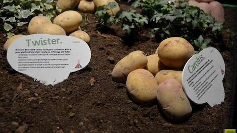 Twee biologische rassen van convenantpartner Agrico