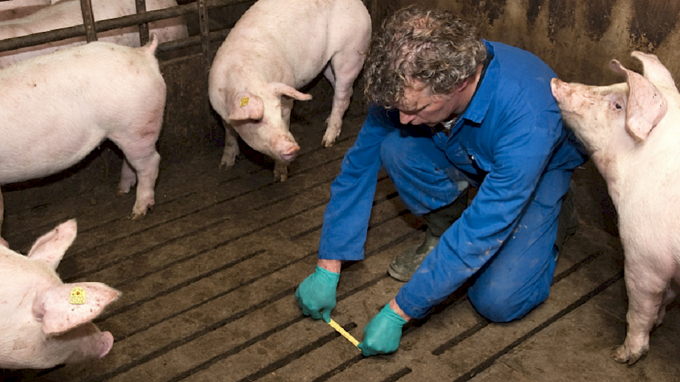 Inspectie door NVWA van de spleetbreedte van een roostervloer