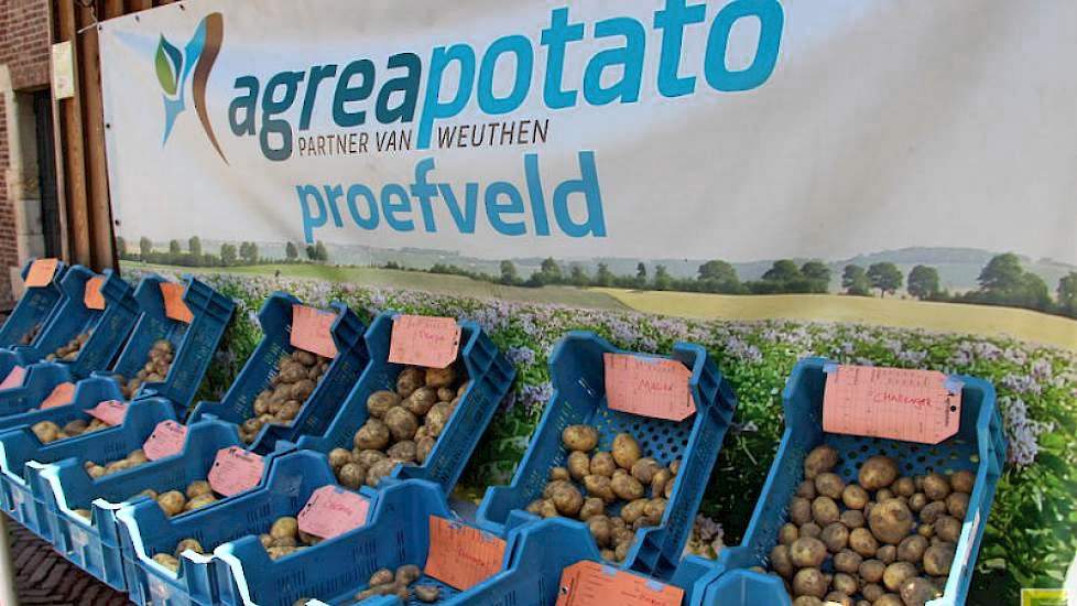 Via Agrea werkt CZAV ook samen met het Duitse aardappelbedrijf Weuthen. Inmiddels wordt er circa 2.500 hectare aardappelen door Agrea voor Weuthen gecontracteerd.