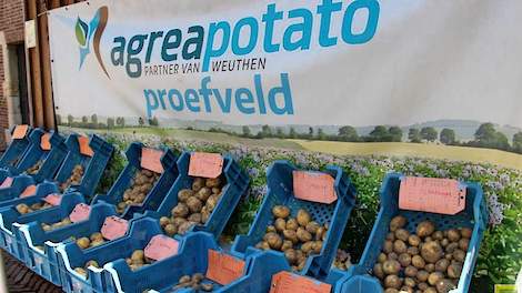 Via Agrea werkt CZAV ook samen met het Duitse aardappelbedrijf Weuthen. Inmiddels wordt er circa 2.500 hectare aardappelen door Agrea voor Weuthen gecontracteerd.