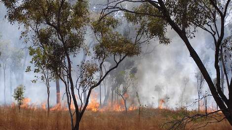 Bosbrand, afbeelding ter illustratie