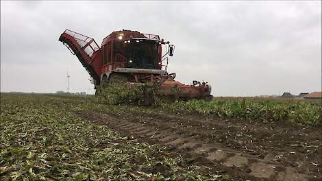 Vervaet Beet Eater 625 Cichorei rooien / John Deere 6250 R spitzaaien / Chicory Root Harvest