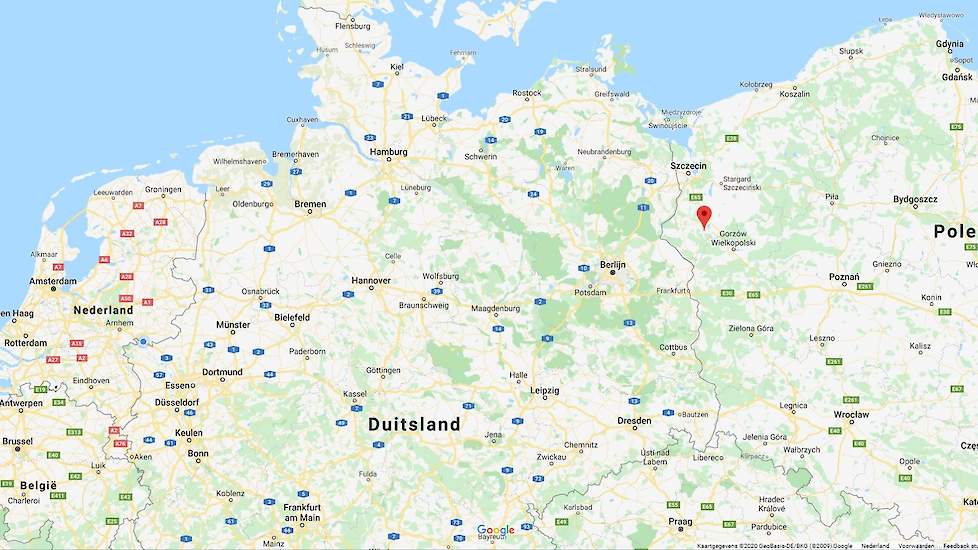 Op een kalkoenbedrijf in het Poolse Rościn (zie punt op de kaart), hemelsbreed zo’n 50 kilometer van de Duitse grens, is eind vorige week hoogpathogene vogelgriep vastgesteld.