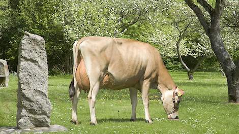 Een dochter van Jersey-stier DJ Zuma. De stier is een van de hoogste op basis van het aanhoudingscijfer en nog beschikbaar.