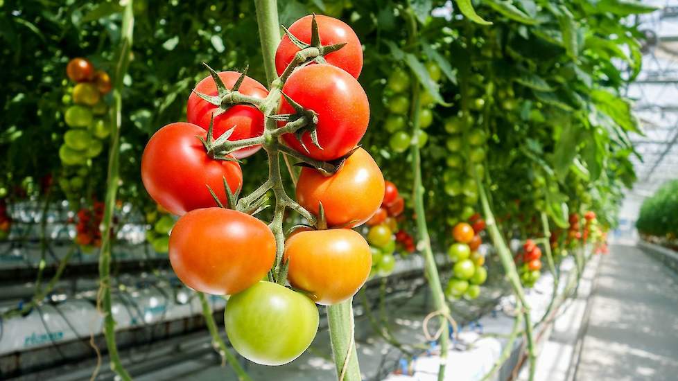 Na de teelt blijven onder meer plantenresten, draad, klemmetjes en plastic over als restafval.