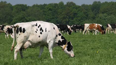 Als koeien behalve gras ook bladeren, twijgen en planten uit de houtwal kunnen vreten, krijgen ze ook vitamines, sporenelementen en mineralen binnen die de gezondheid stimuleren, aldus de Friese agrarische natuurvereniging.