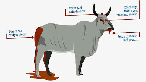 Diarree, koorts, uitvloeiingen uit ogen, neus en bek en zweren in de bek zijn kenmerken van runderpest.