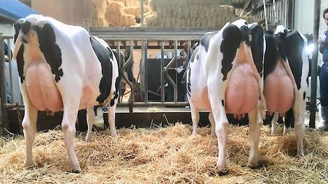 Drie dochters van de stier Dukefarm K&L Balthazar, de stier met de hoogste fokwaarde voor percentage eiwit die op dit moment beschikbaar is.