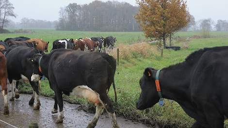 Fanatieke weiders weiden tot diep in de herfst.