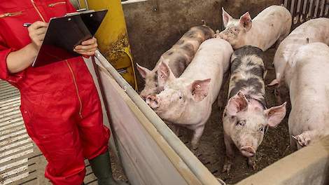 Bij vleesvarkens kan PIA leiden tot forse verschillen in groei