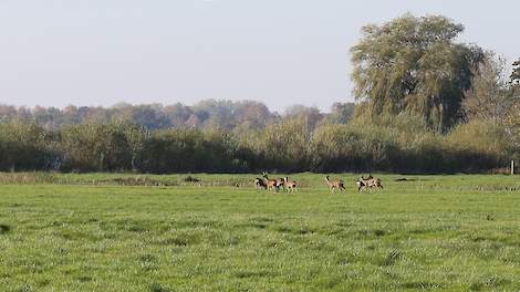 Weiland met reeën. Voor grasland in Natura2000-gebieden geldt een scheurverbod.