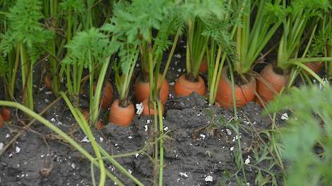 Het areaal peen in Nederland beslaat ruim 9.000 hectare.