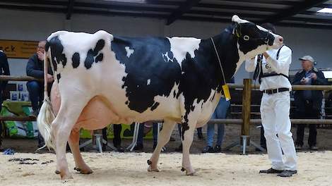 De ruim tien jaar oude Euro's Jet 825 (v. Strider) van de familie Bloemen uit Vredepeel won het algemeen kampioenschap zwartbont.