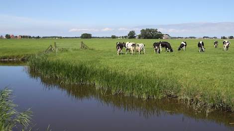 Weidend melkvee in Friesland.