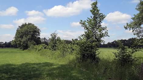 Gevarieerde houtwallen, hagen en singels zijn goed voor de biodiversiteit.