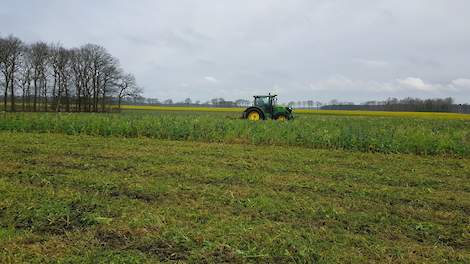 Door het verkleinen van de groenbemester is de groenbemester gemakkelijker te verwerken en kan het bodemleven er sneller mee aan de slag.