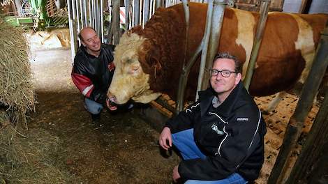 Links Jouke Kloosterman bij zijn stier E.G. Wilhelmus P (Wille x Safir), waarvan al 30.000 doses sperma naar China werden verkocht. Rechts Kloostermans medewerker Sipke Plat.