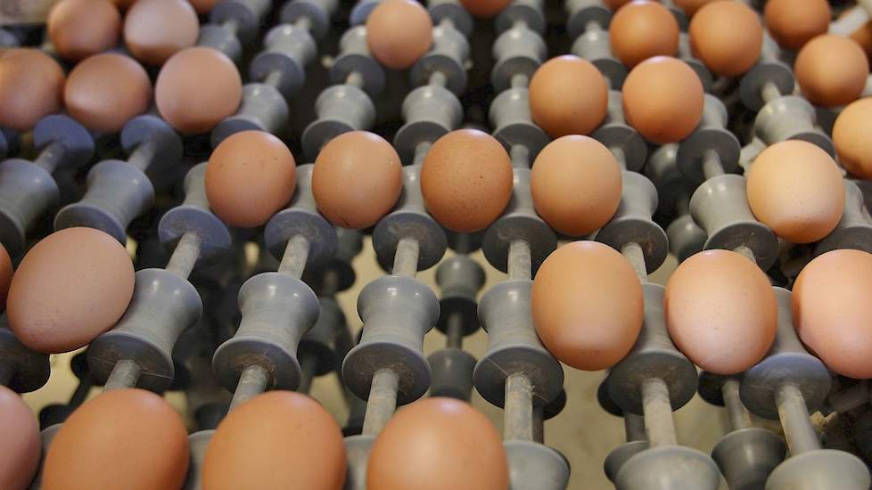 „Eieren zijn momenteel niet aan te slepen. Eierhandelaren komen veel vaker dan gewoonlijk eieren halen omdat de vraag naar eieren extreem groot is.  Het is onbegrijpelijk dat de eierprijzen niet stijgen", zegt verkoopleider Gert van Drie van Agromix.