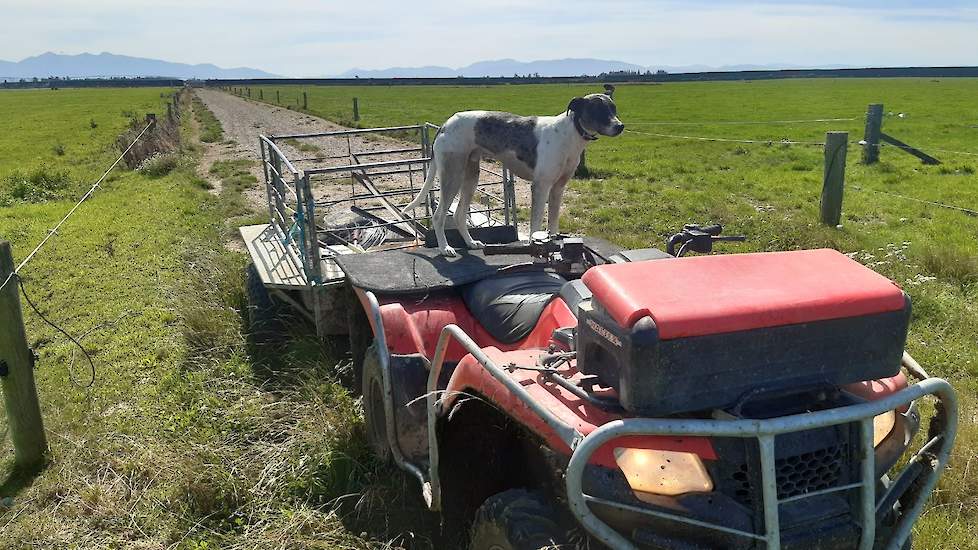Pup Boot genietend van het boerderijleven in Nieuw-Zeeland