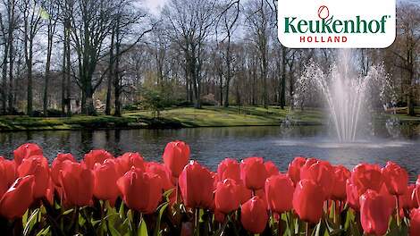 Enjoy this new video of our beautiful park!- Keukenhof Virtually Open